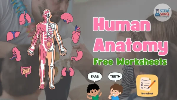 Human-Anatomy-Free-Worksheets