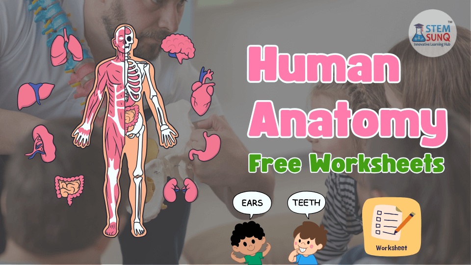 Human Anatomy Free Worksheets